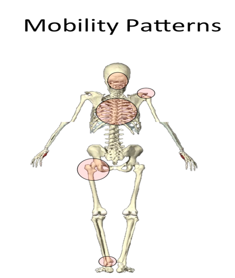 Joint-By- Joint Approach for Chiropractors