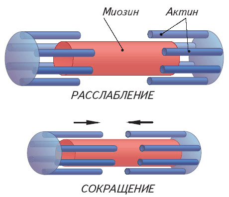Растяжка. Что происходит с мышцами?